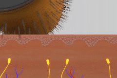 KIT TÓNICO + ROLLER🎁 - USO CABEZA, CEJAS & BARBA | HOMBRE & MUJER (Envío Gratis🔥)